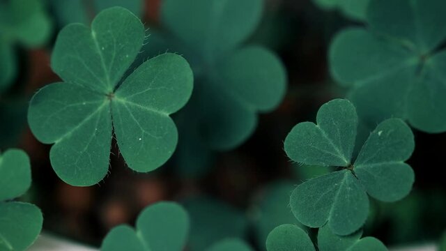 Clover Leaves for Green background with three-leaved shamrocks. st patrick's day background, holiday symbol, Spring concept. with three-leaved shamrocks.