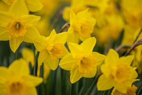 Awesome Yellow Daffodil flowers. The perfect image for spring background, flower landscape.