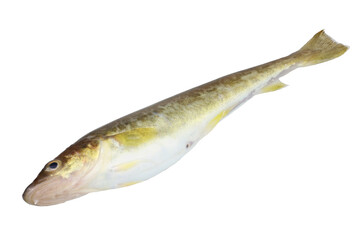 Fototapeta premium Saffron cod isolated on white. Full depth of field, high dynamic range