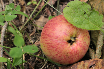 photo of red apple fallen in natural ground