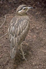 Vertical of a Double-striped Thick-Knee, Burhinus bistriatus