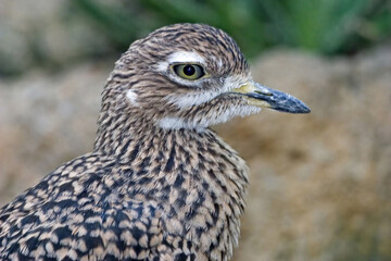 Spotted Thick-Knee, Burhinus capensis, close up profile