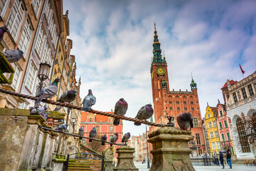 Pigeons in the old town of Gdansk, Poland