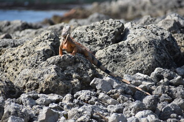 iguana on rocks