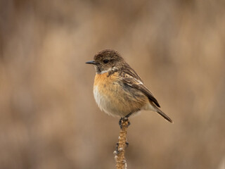 Fototapeta premium Stonechat on a branch