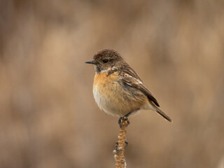 Stonechat on a branch