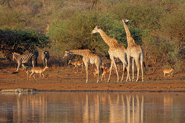 Giraffes (Giraffa camelopardalis) and other wildlife at a waterhole, Kruger National Park, South Africa.