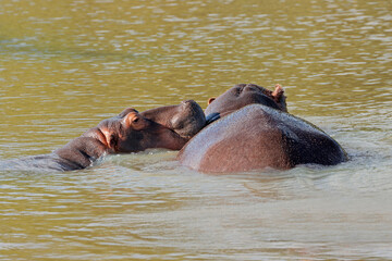 Two hippopotamus (Hippopotamus amphibius) submerged in water, South Africa.