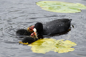 Birds in the lake