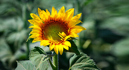 Sunflower flower in the field. One flower. Green sunflowers field. Summer field. Selective focus.