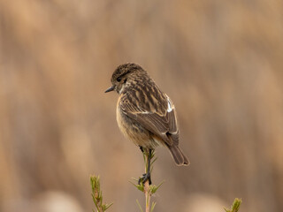 Stonechat with a nice background