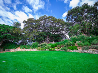 Fototapeta na wymiar Beautiful park on Sydney Harbour lush green grass and tress