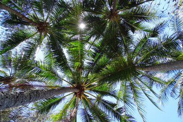 Palm Canopy