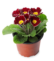 Beautiful primula (primrose) plant with burgundy flowers isolated on white. Spring blossom