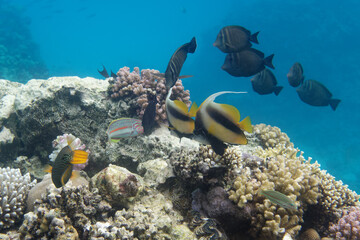 Fototapeta na wymiar Coloured fishes on coral reef in Red Sea