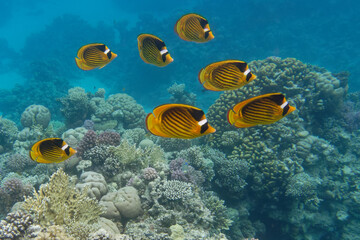 Diagonal butterflyfishes (Chaetodon fasciatus) in Red Sea