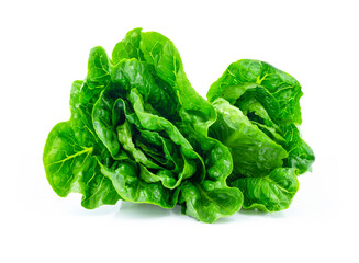 Fresh green Lettuce leaves, Salad leaf isolated on white background. with clipping path.