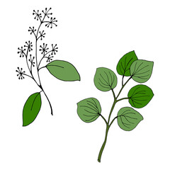 Large set of eucalyptus leaves and branches. Collection of eucalyptus branches. Vector illustration of greenery. Eucalyptus with seeds.