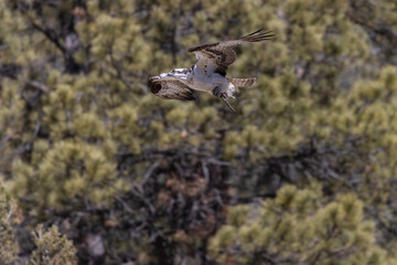 Osprey in Eleven Mile Canyon