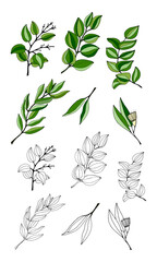 Large set of eucalyptus leaves and branches. Collection of eucalyptus branches. Vector illustration of greenery. Eucalyptus with seeds.