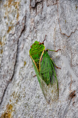 A singing cicada, filmed in a park in Australia.