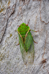 A singing cicada, filmed in a park in Australia.