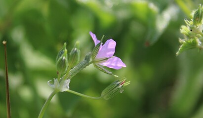 Delicate wild pink flowers. Green background. 