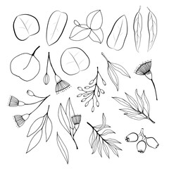 Large set of eucalyptus leaves and branches. Collection of eucalyptus branches. Vector illustration of greenery. Eucalyptus with seeds.