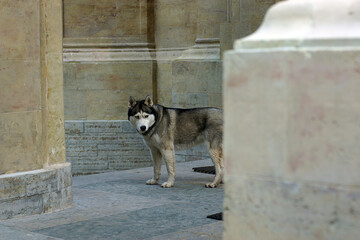 A husky dog stands between the columns near a stone building
