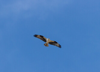 Osprey in Eleven Mile Canyon