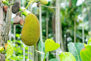 Jackfruit Tree and young Jackfruits