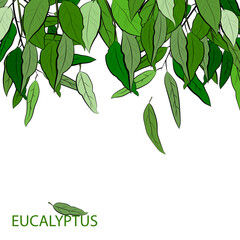 Large set of eucalyptus leaves and branches.  Collection of eucalyptus branches. Vector illustration of greenery. Eucalyptus with seeds.