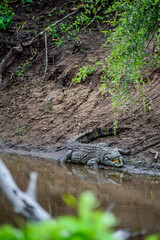 A crocodile resting and waiting for its pray at the shore of a river in Kruger National Park in South Africa.