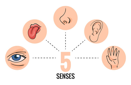 Sensory organs. Nose smell, eyes vision, ears hearing, skin touch, language taste and taste buds. Cartoon sensory organs. Perception of environment, sensations