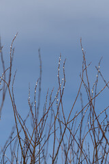 In early spring willow branches with white buds grow up against the blue sky