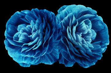 Obraz premium Blue chrysanthemums flowers. Flower on the black isolated background. Close-up. Nature.