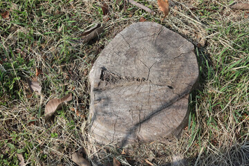 Old tree stump and sapwood on ground flooring in the garden closeup.