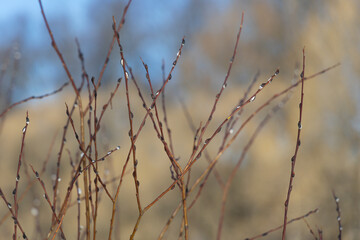 Interlacing willow branches with white budding buds in spring close-up