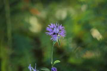 Fototapeta premium natural centaurea nigrescens flower photo