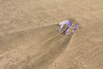 Fototapeta na wymiar Violet sea shell on sand.Sand texture background.Summer, holiday and vacation.Wallpaper.Nature background.