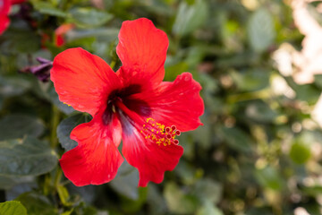 Hibiscus flower on a sunny day in tropics. Travel concept.