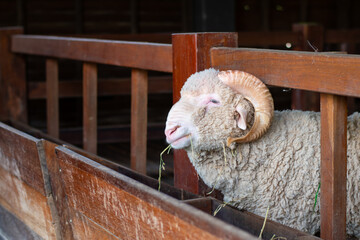 Merino