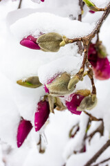 branch with blossoming buds of magnolia flower covered with snow close-up in early spring
