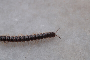 photo in scenic greenhouse millipede