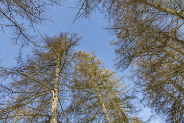 Obraz premium Branched old perennial tree and blue cloudless sky at daytime