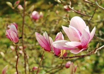 Fototapeta premium Magnolienblüte