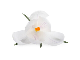 Naklejka na ściany i meble Beautiful fresh crocus flower isolated on white