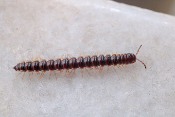photo in scenic greenhouse millipede