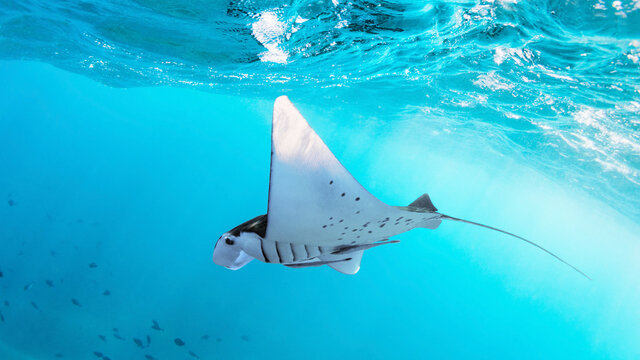 Underwater view of hovering Giant oceanic manta ray