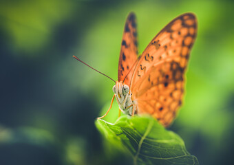 Closeup of a Common Leopard Butterfly